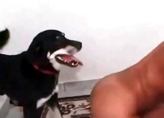 Cute small doggy and ionate zoophile